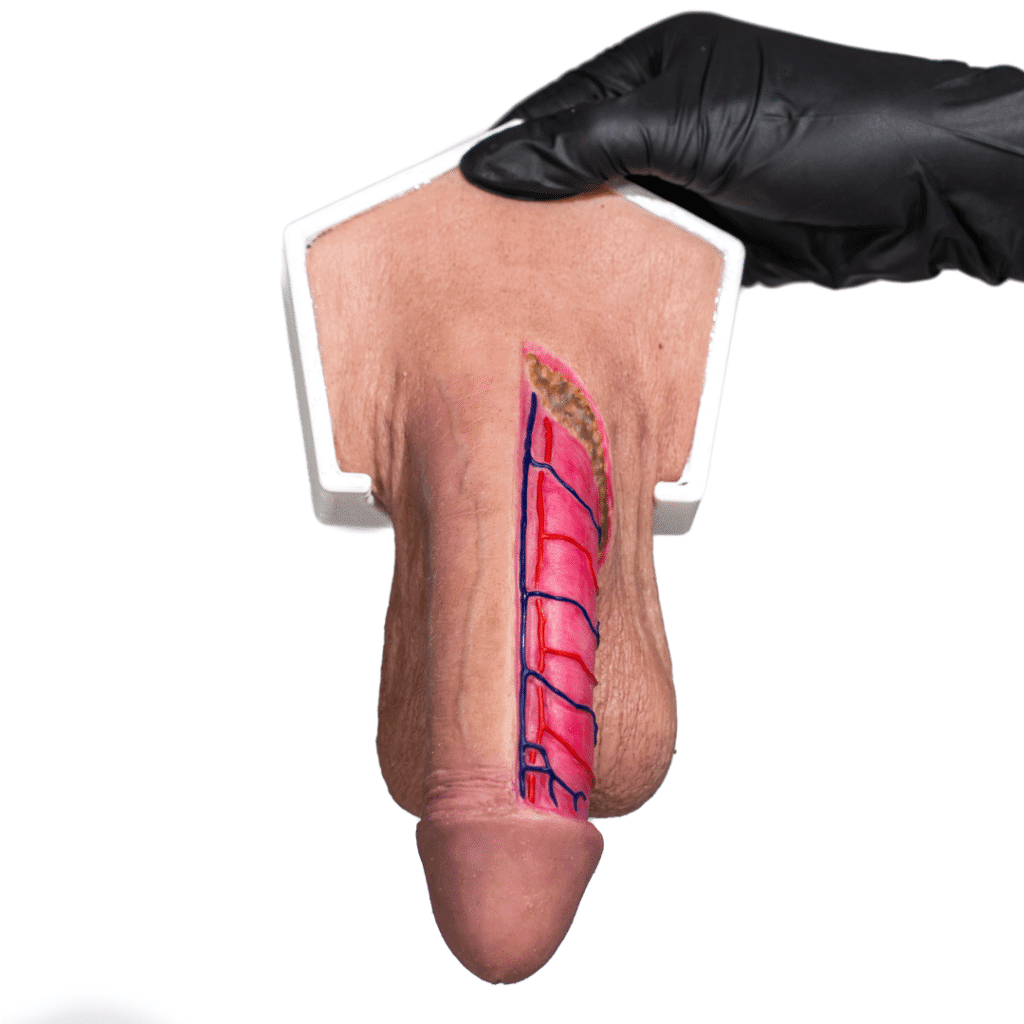 Simulador De Vagina Con Apertura Realmed Simulators