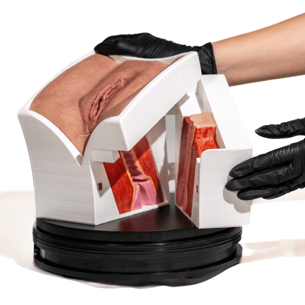 Simulador De Vagina Con Apertura Realmed Simulators