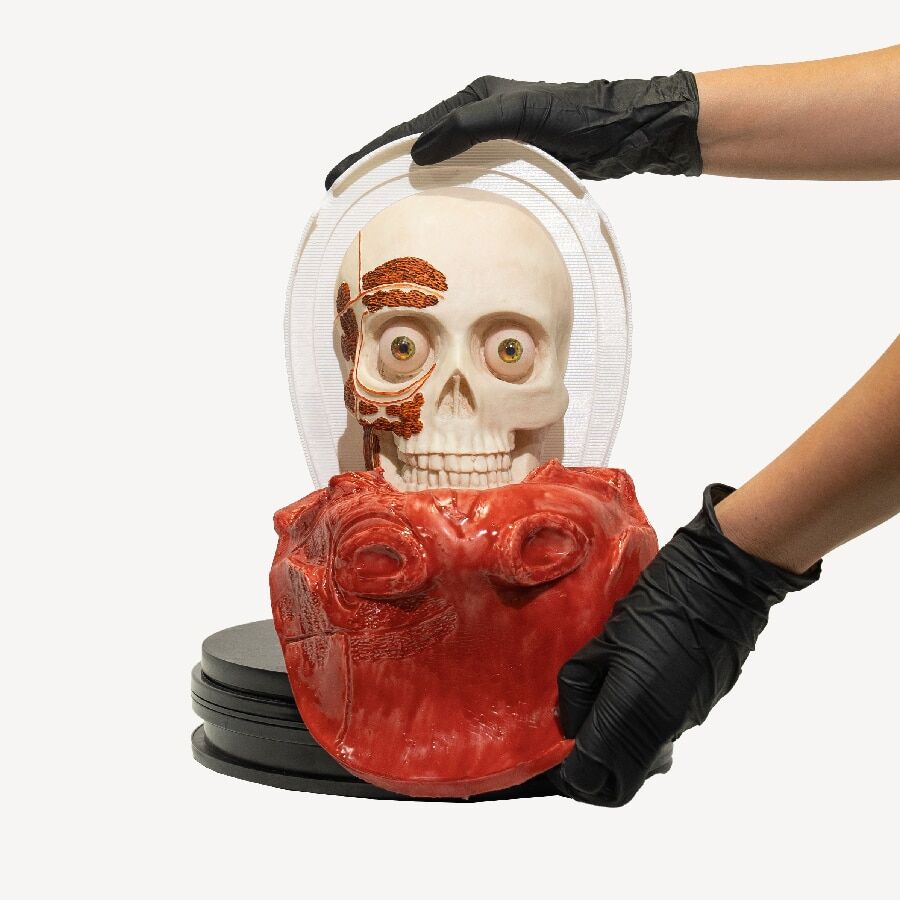 Head with 5 layers 2