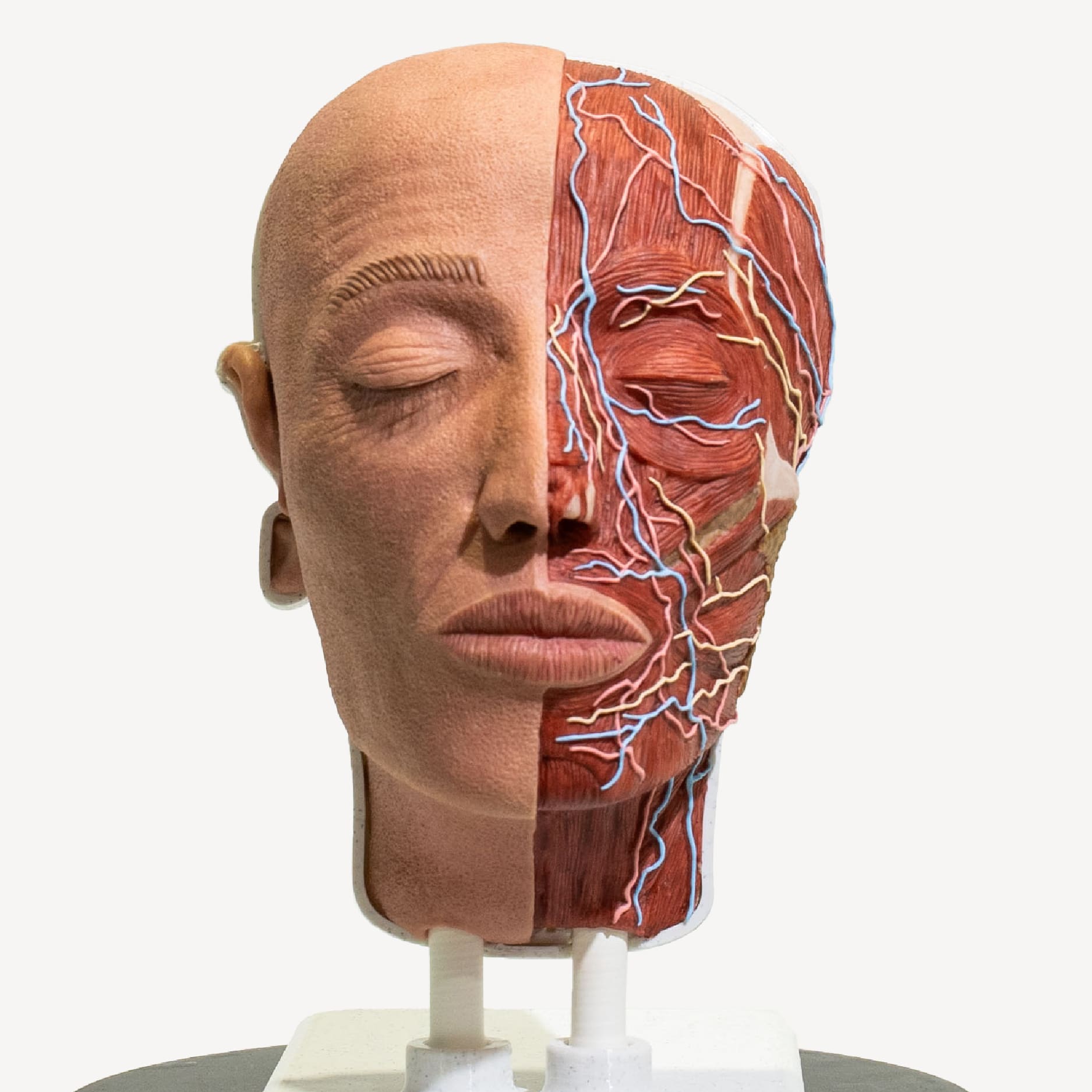 Media cabeza anatómica PRO 2 simulador-PRO-media-cabeza-anatomica-para-practicas-medicas-realmedsimulators-frontal
